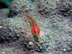 Coral Goby on a bed of blue coral. by Ahmed Shuhail 